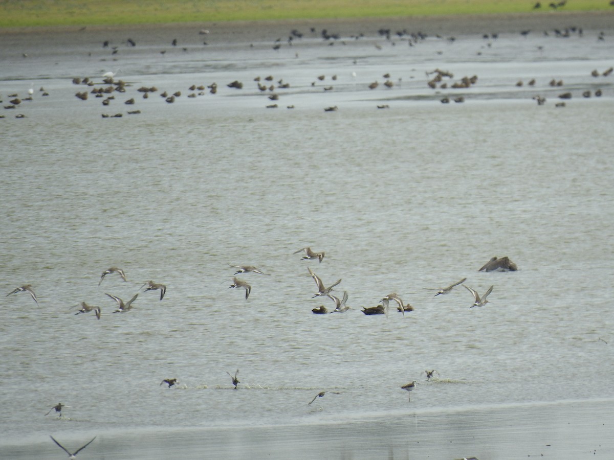 Black-tailed Godwit - ML620695569