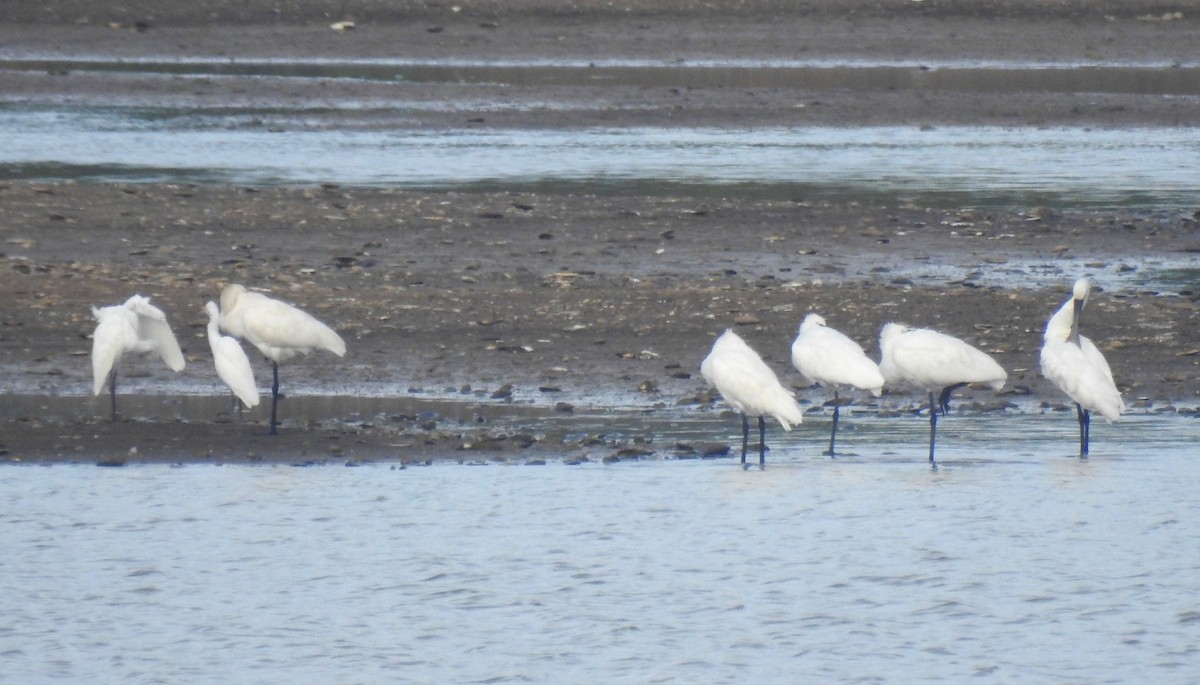 Eurasian Spoonbill - ML620695587