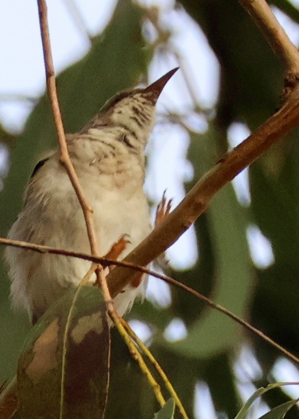 Brown-backed Honeyeater - ML620695589