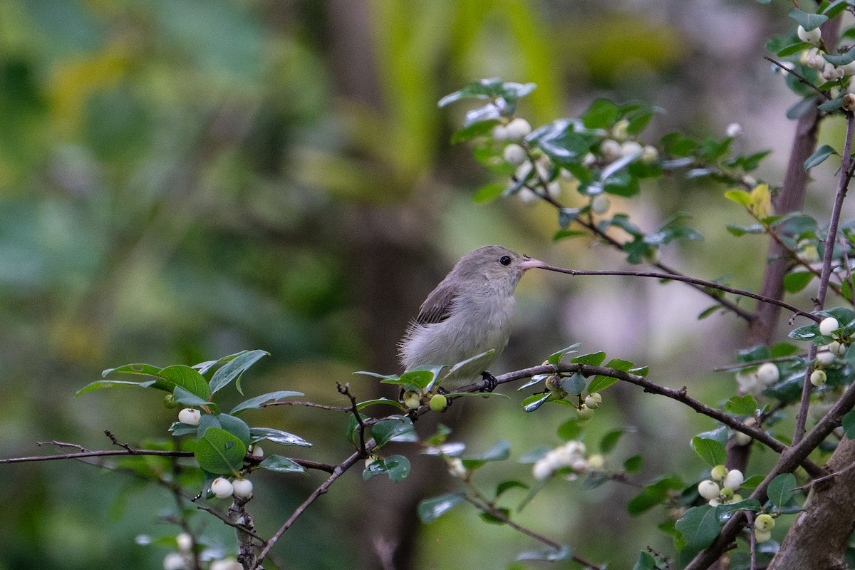 Pale-billed Flowerpecker - ML620695594