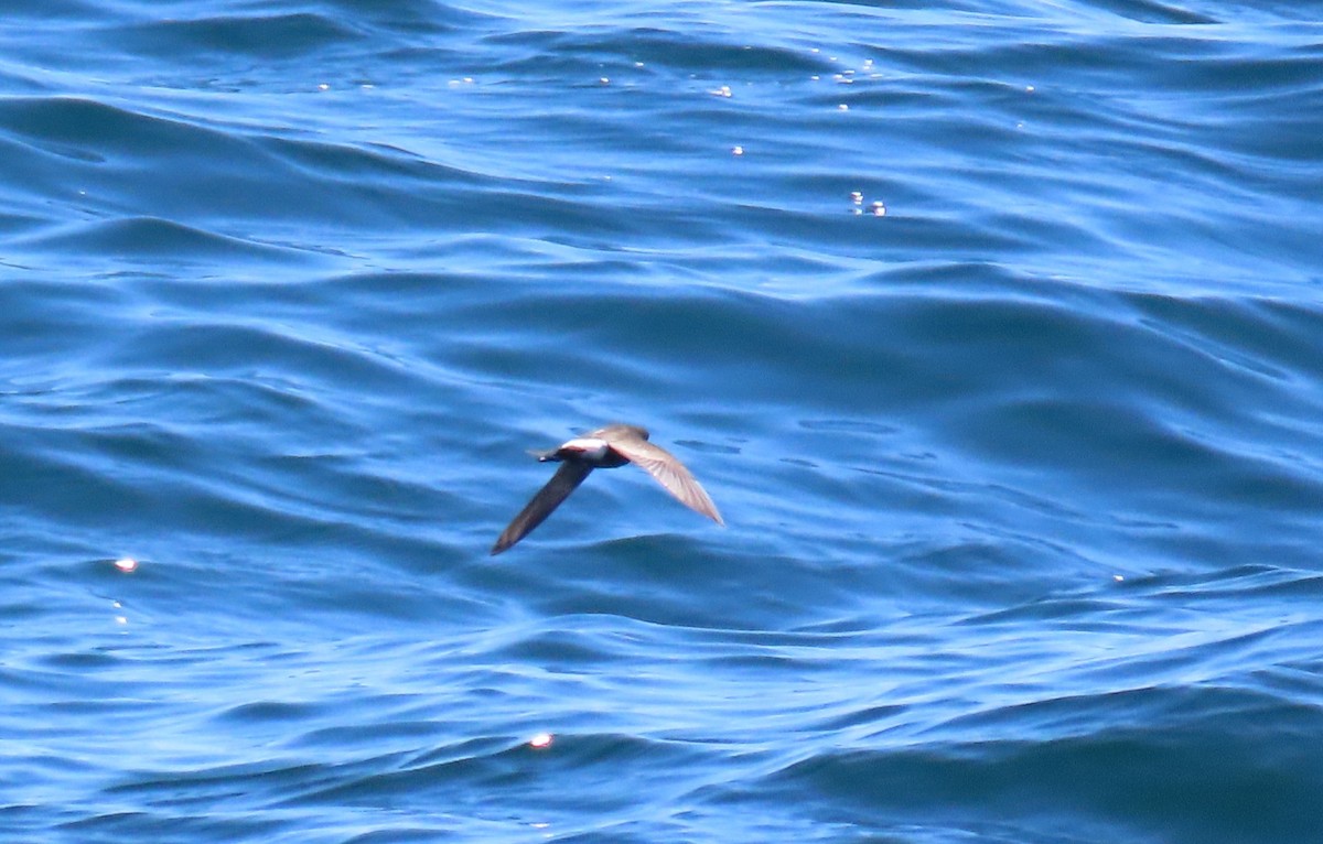 Wilson's Storm-Petrel - ML620695598