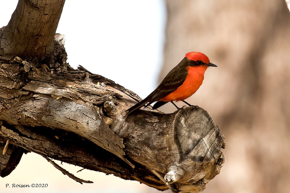 Vermilion Flycatcher - ML620695601