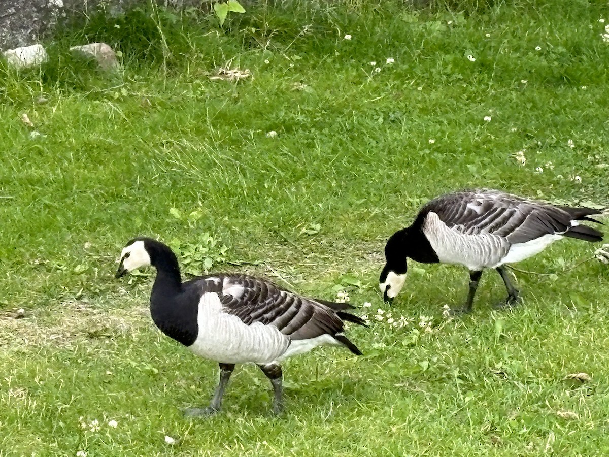 Barnacle Goose - ML620695603