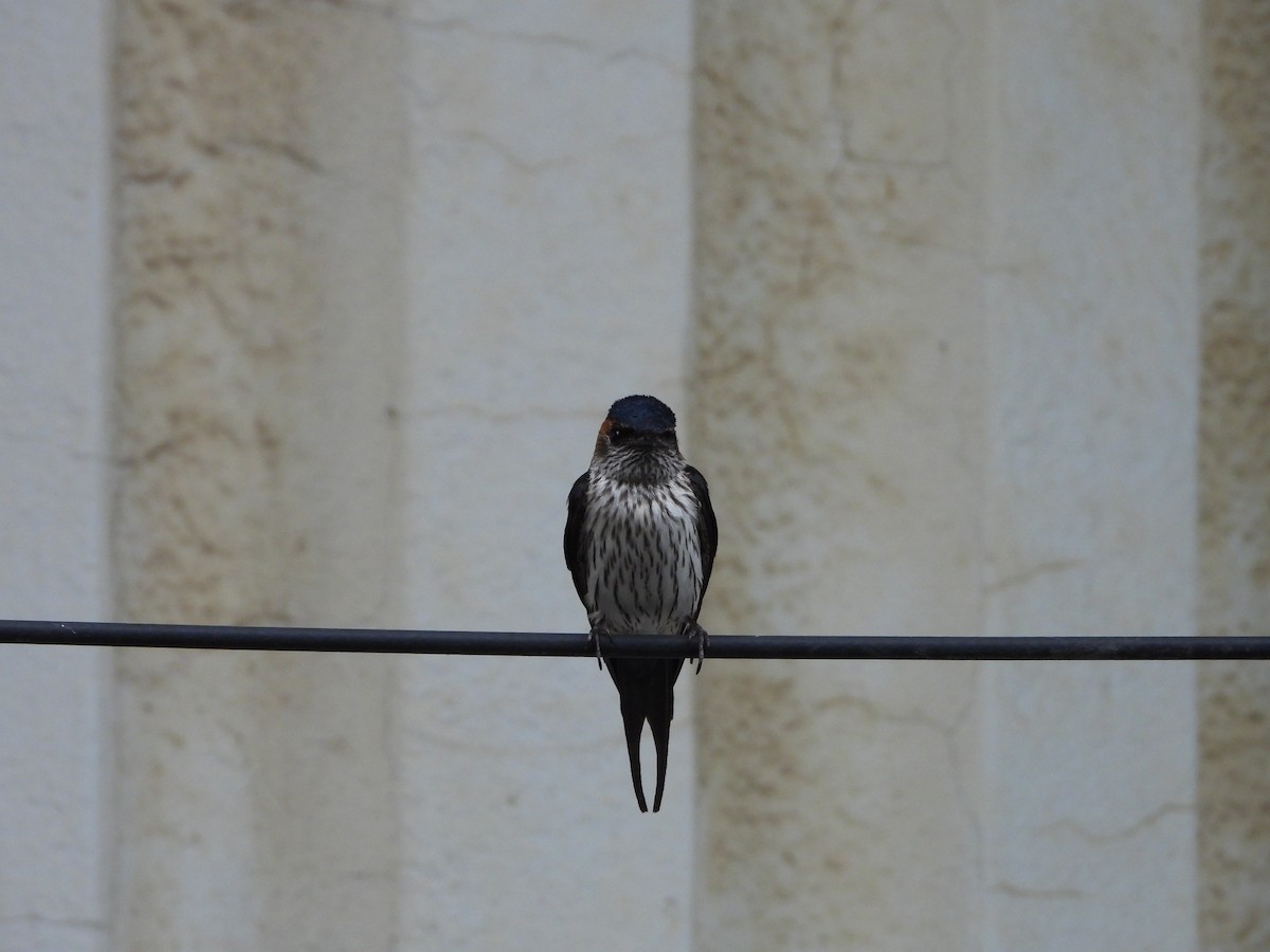 Golondrina Estriada - ML620695605