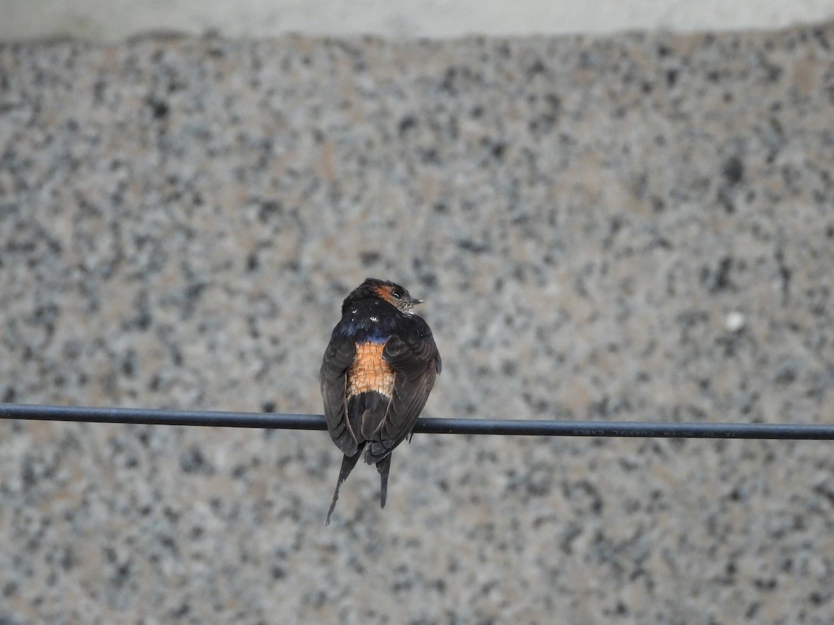 Striated Swallow - ML620695606