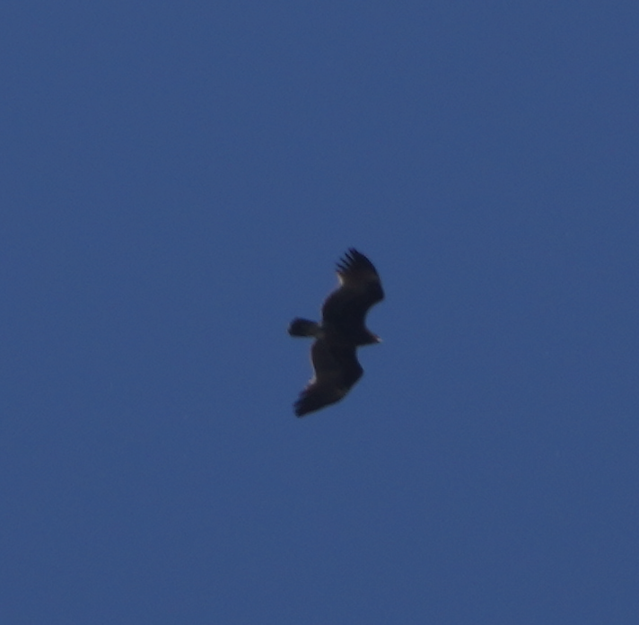 Greater Spotted Eagle - ML620695611