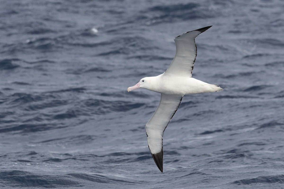 Albatros des Antipodes (gibsoni) - ML620695612