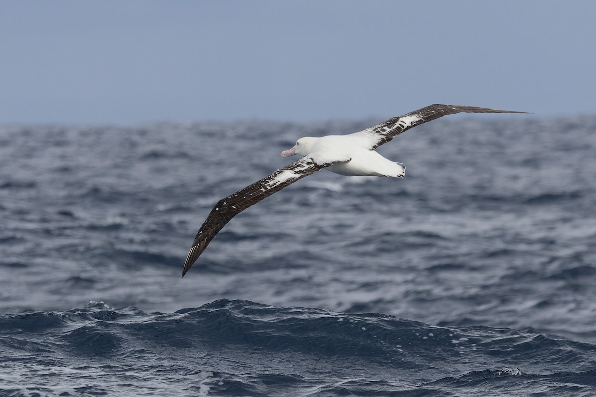 Albatros de las Antípodas (gibsoni) - ML620695613