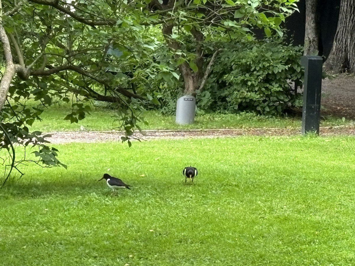 Eurasian Oystercatcher - ML620695620