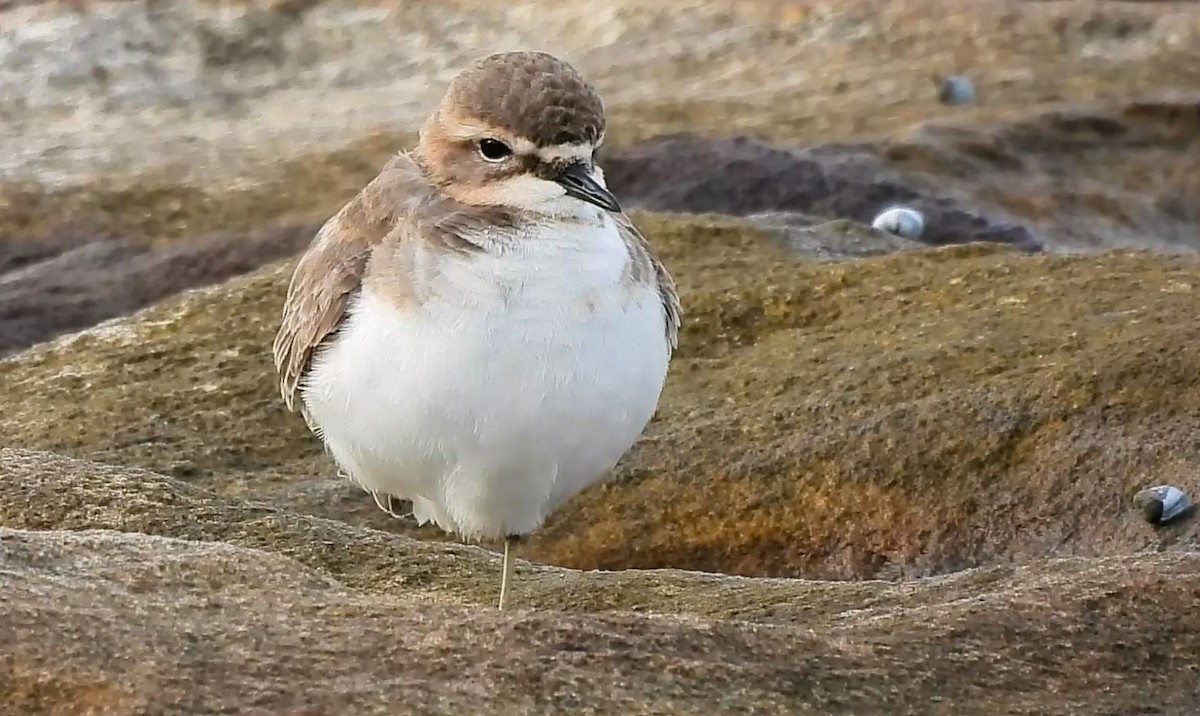 Double-banded Plover - ML620695622