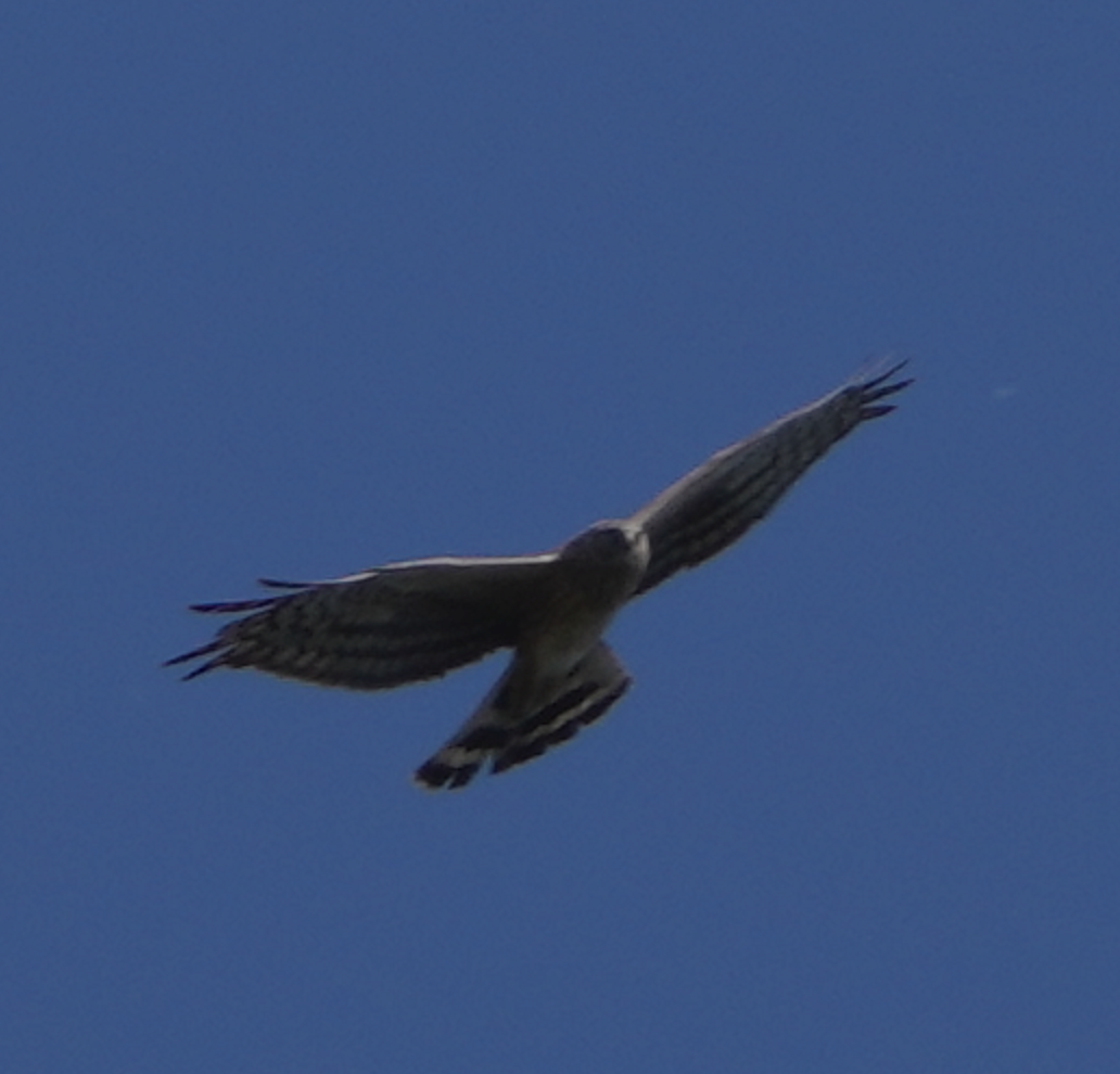 Hen Harrier - ML620695628