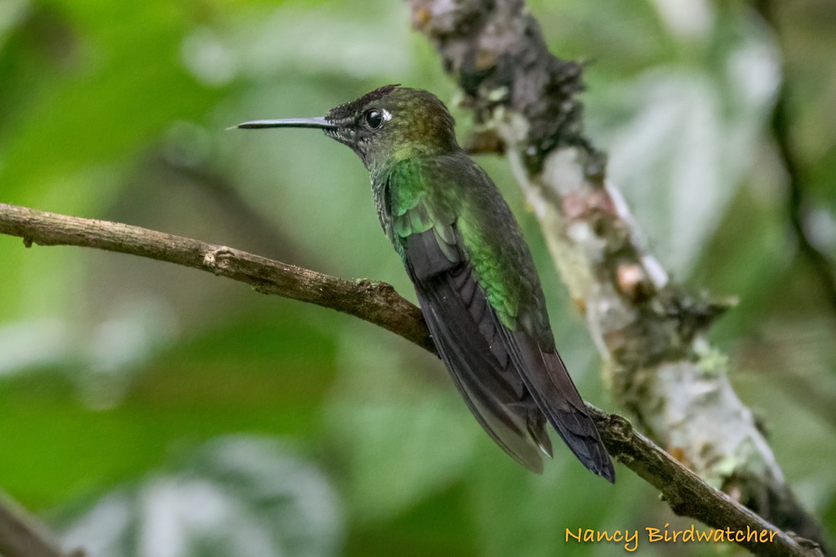 Green-backed Hillstar - ML620695631