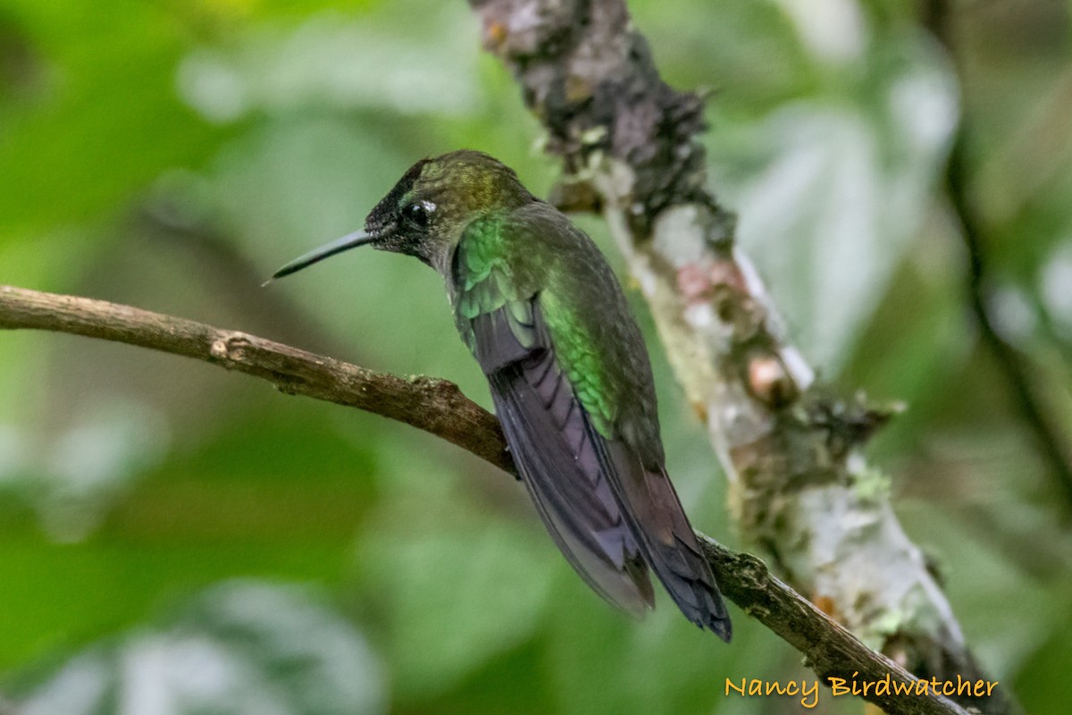 kolibřík zelenohřbetý - ML620695632