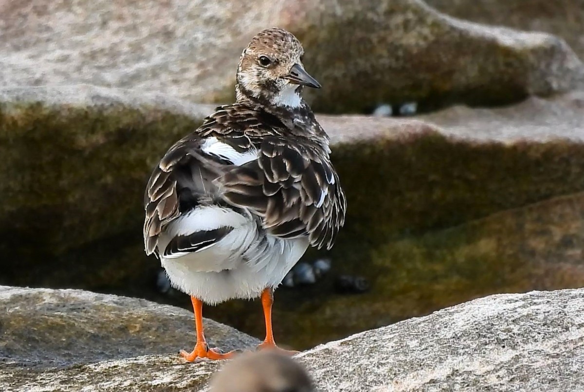 Ruddy Turnstone - ML620695634