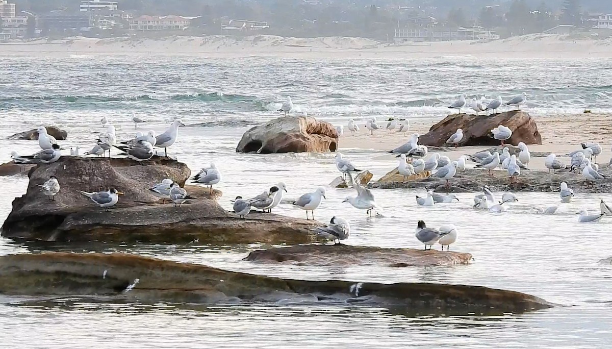 Silver Gull - ML620695638