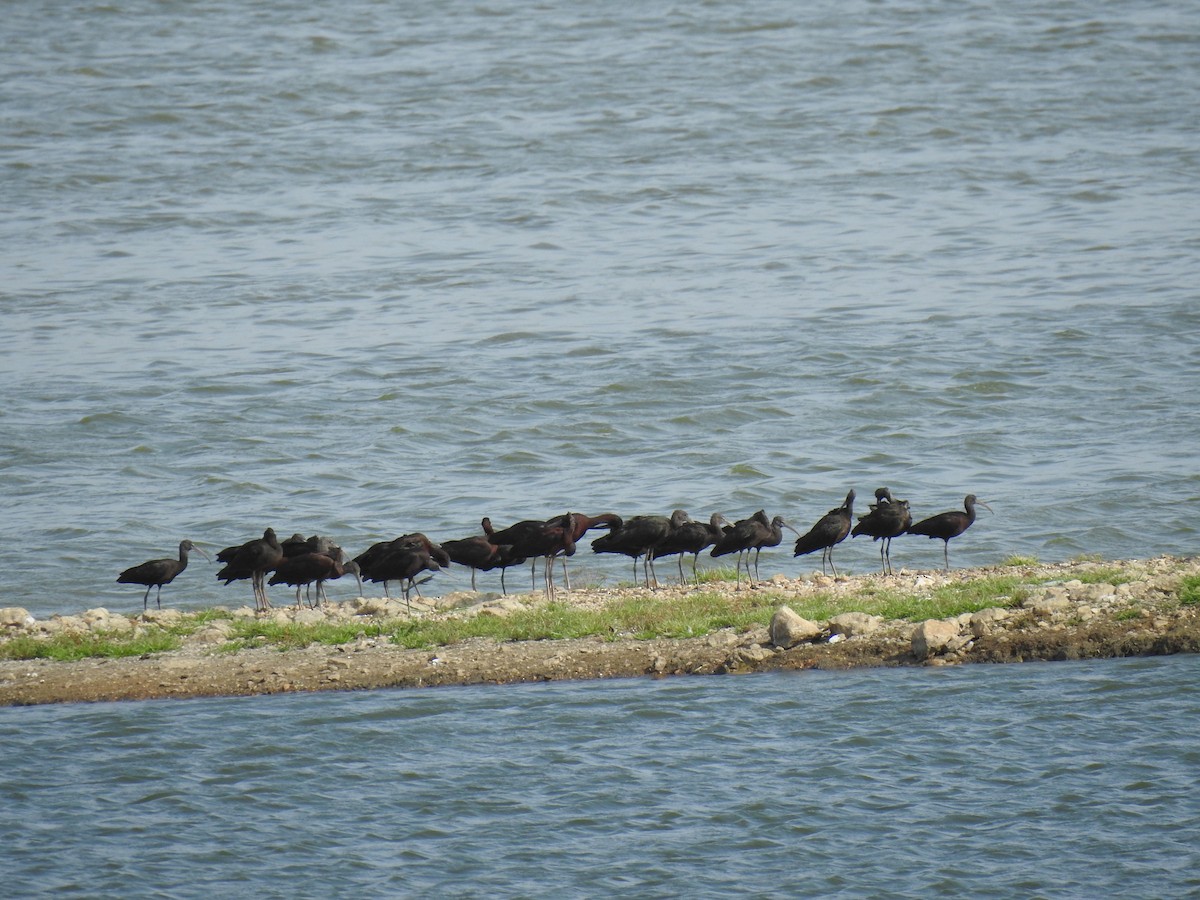 ibis hnědý - ML620695639