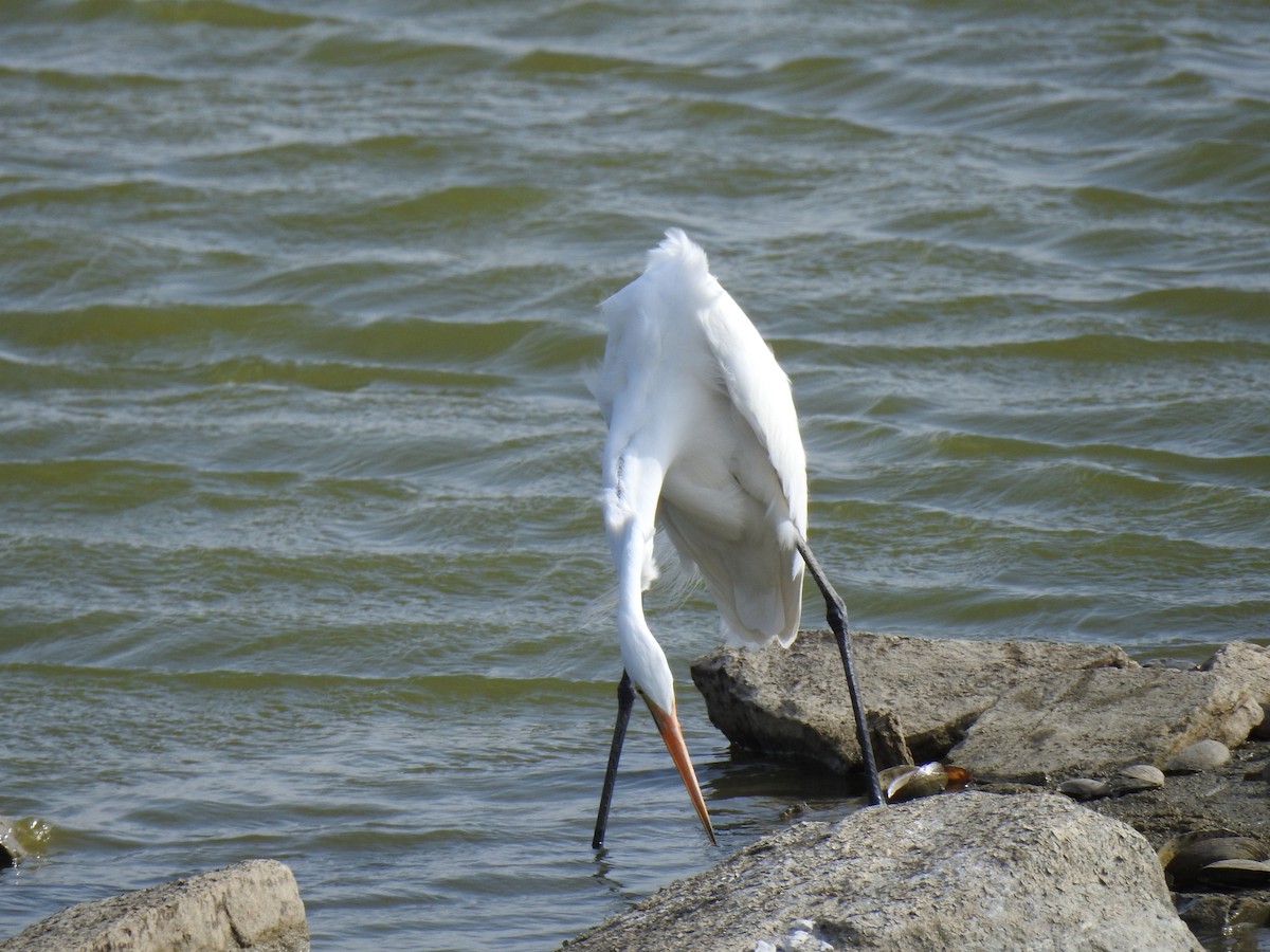 Great Egret - Sudhanva Jahagirdar