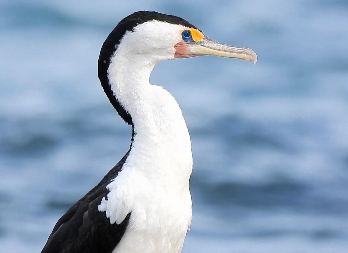 Pied Cormorant - ML620695644