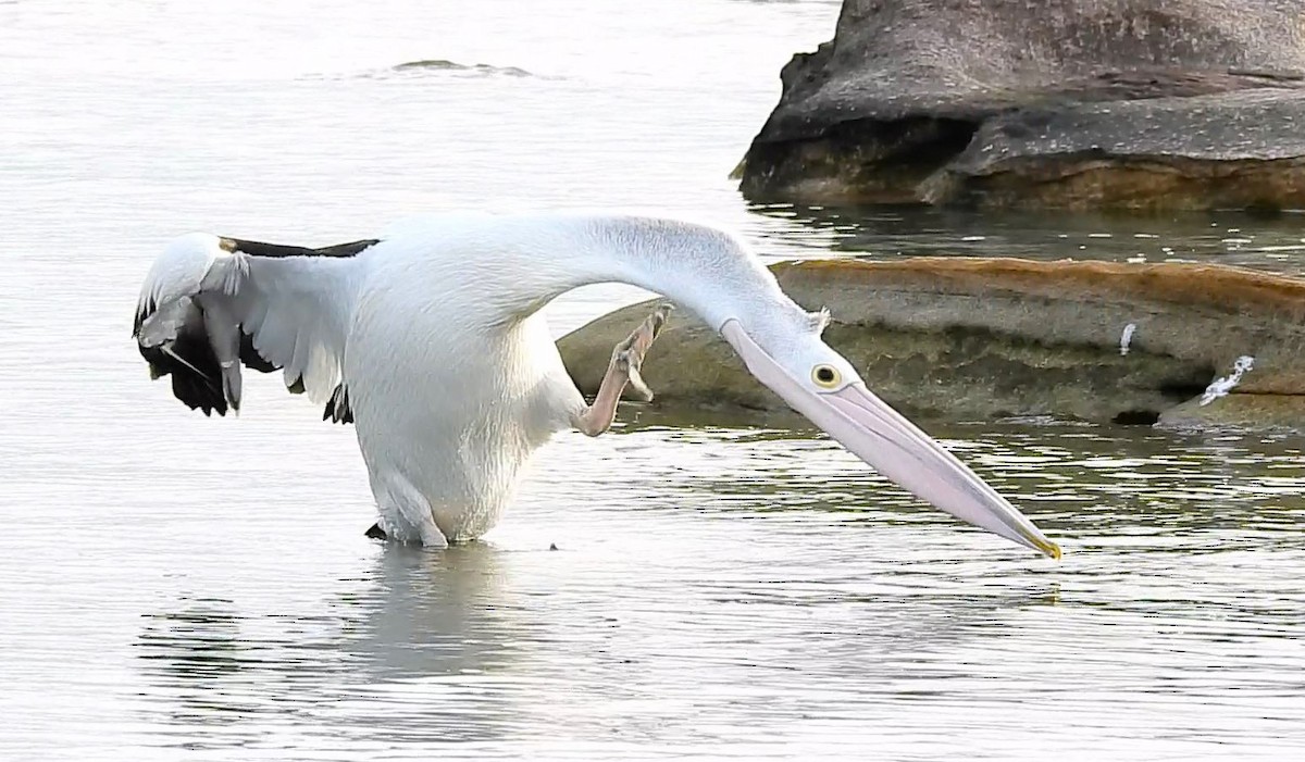 Australian Pelican - ML620695649