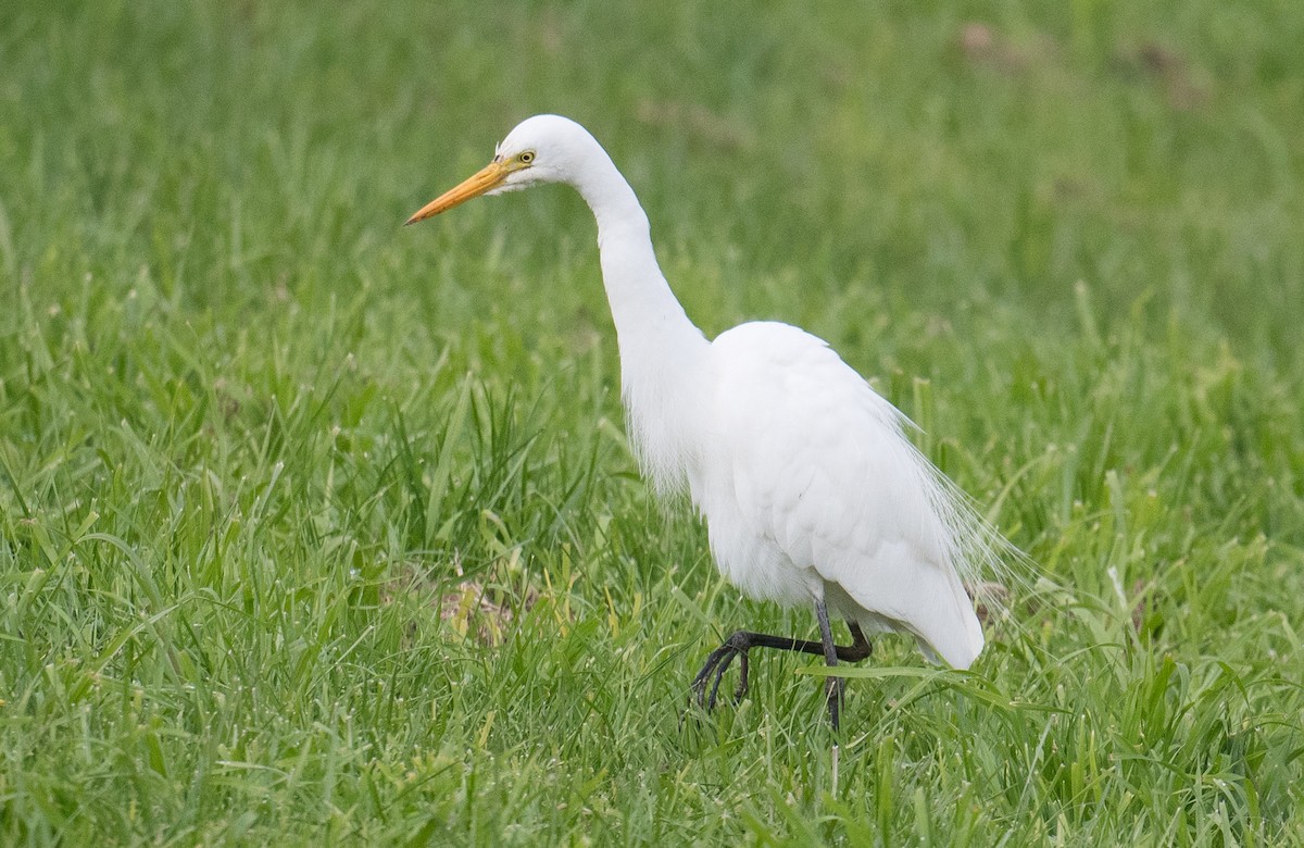 Plumed Egret - John Daniels