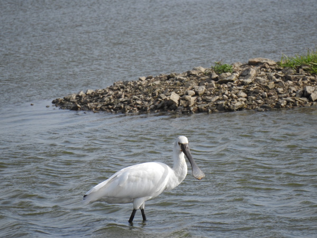 Eurasian Spoonbill - ML620695655