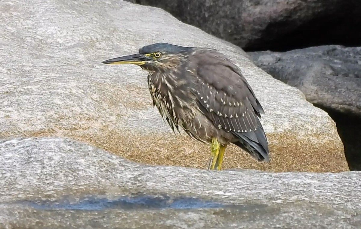 Striated Heron - ML620695656