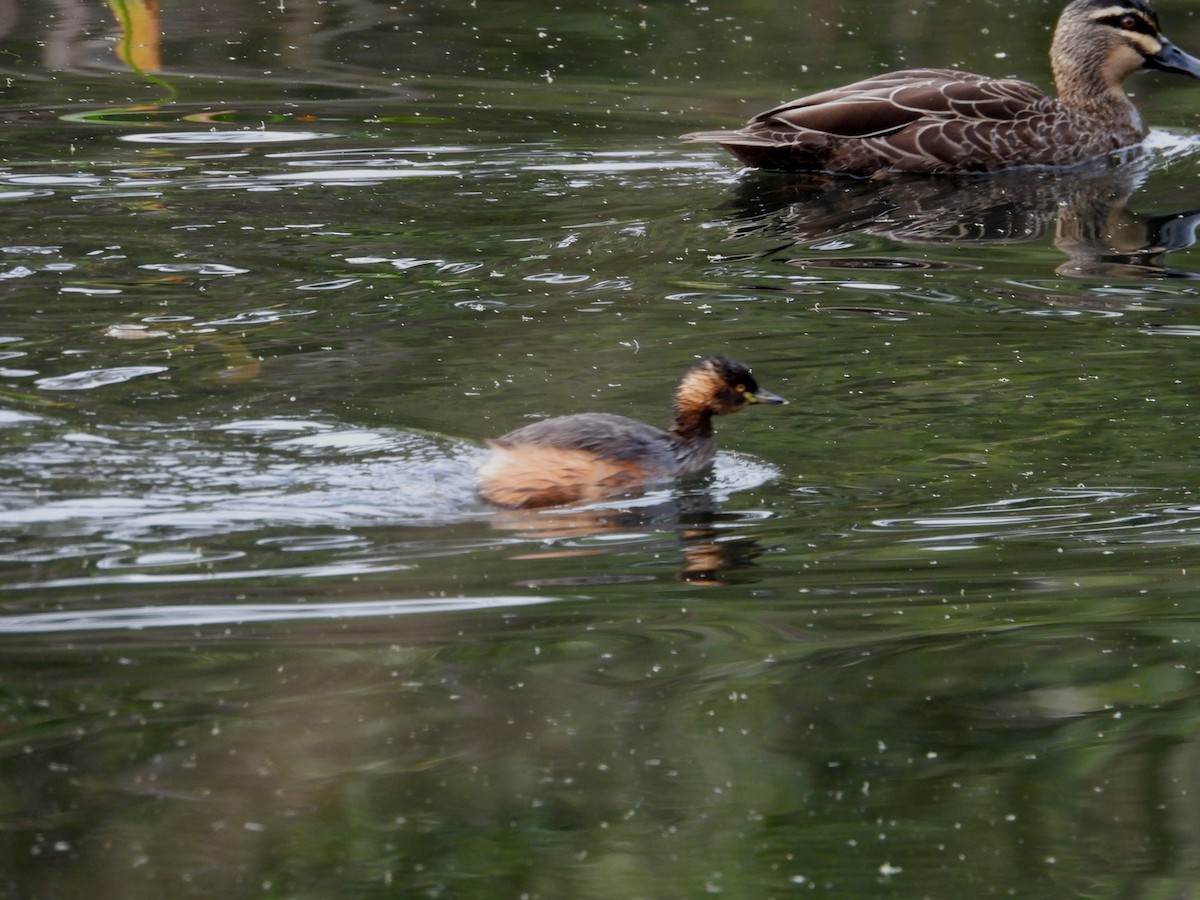 Australasian Grebe - ML620695659