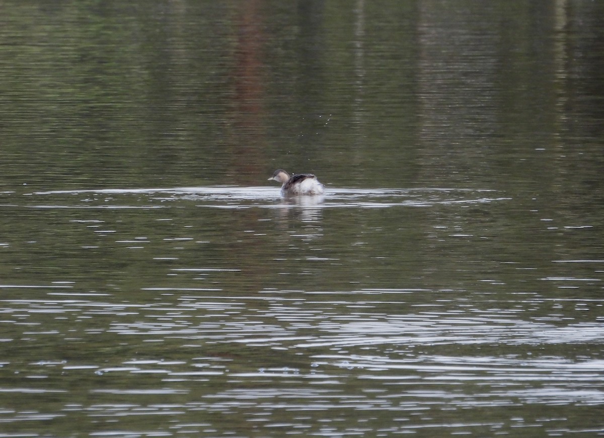 Hoary-headed Grebe - ML620695660