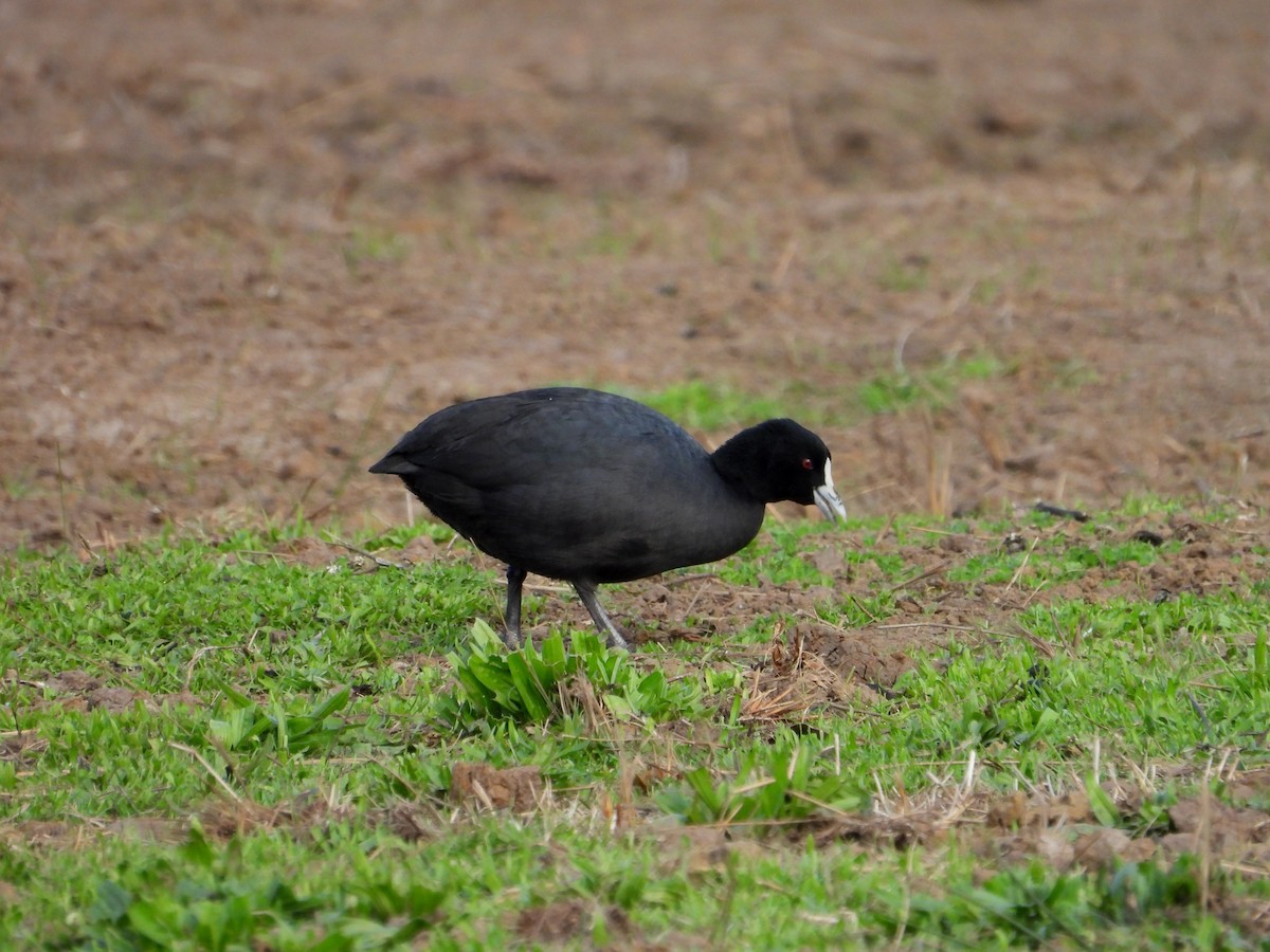 Eurasian Coot - ML620695663