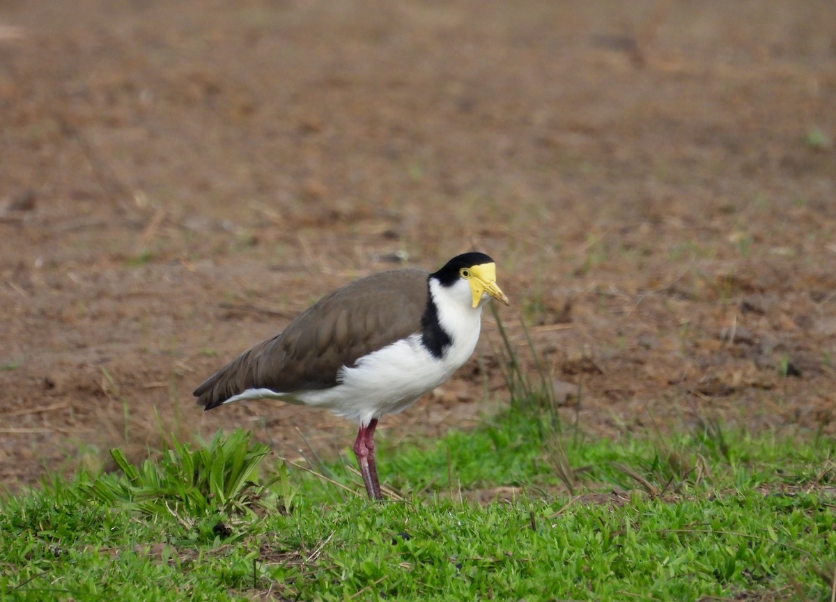 Masked Lapwing - ML620695664