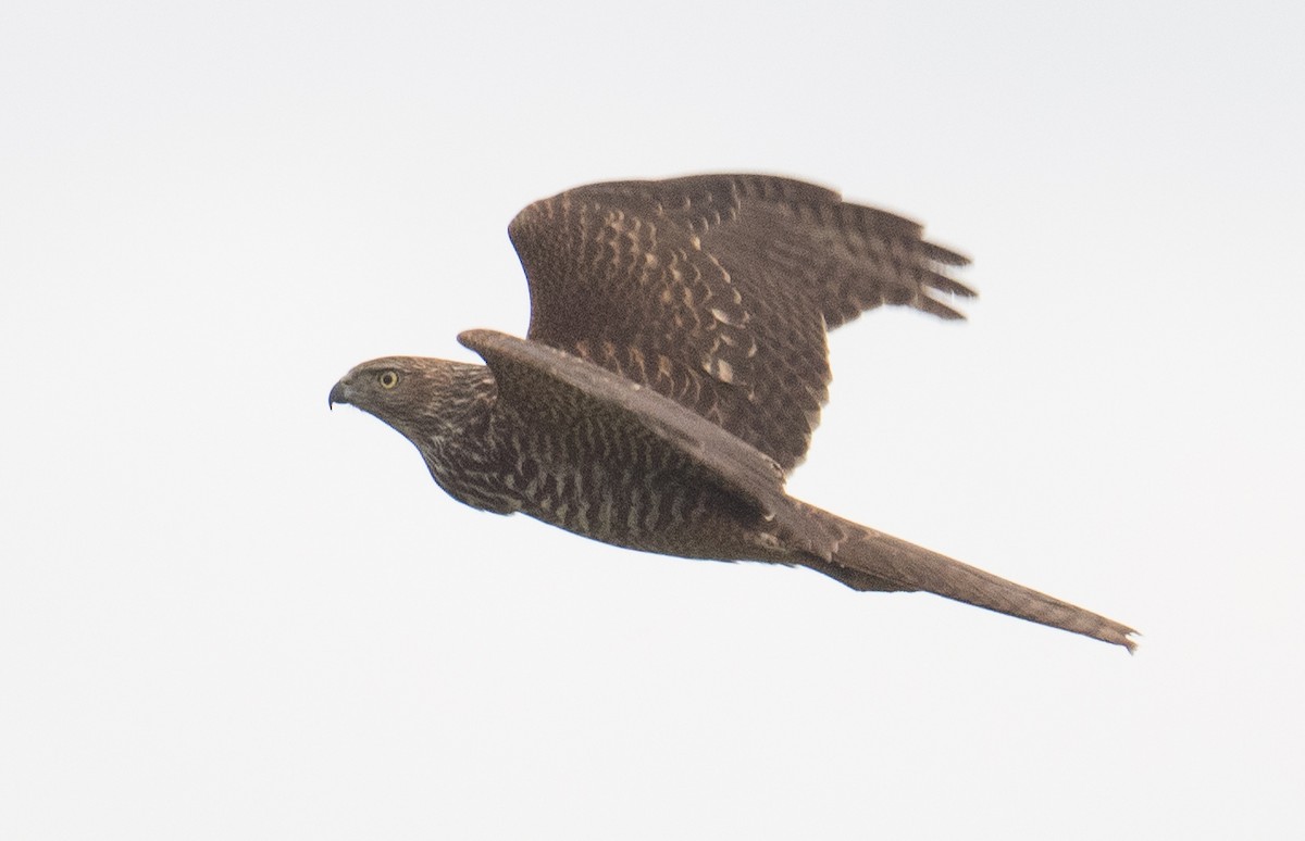 Collared Sparrowhawk - ML620695665