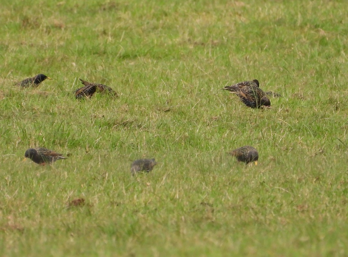 European Starling - ML620695673