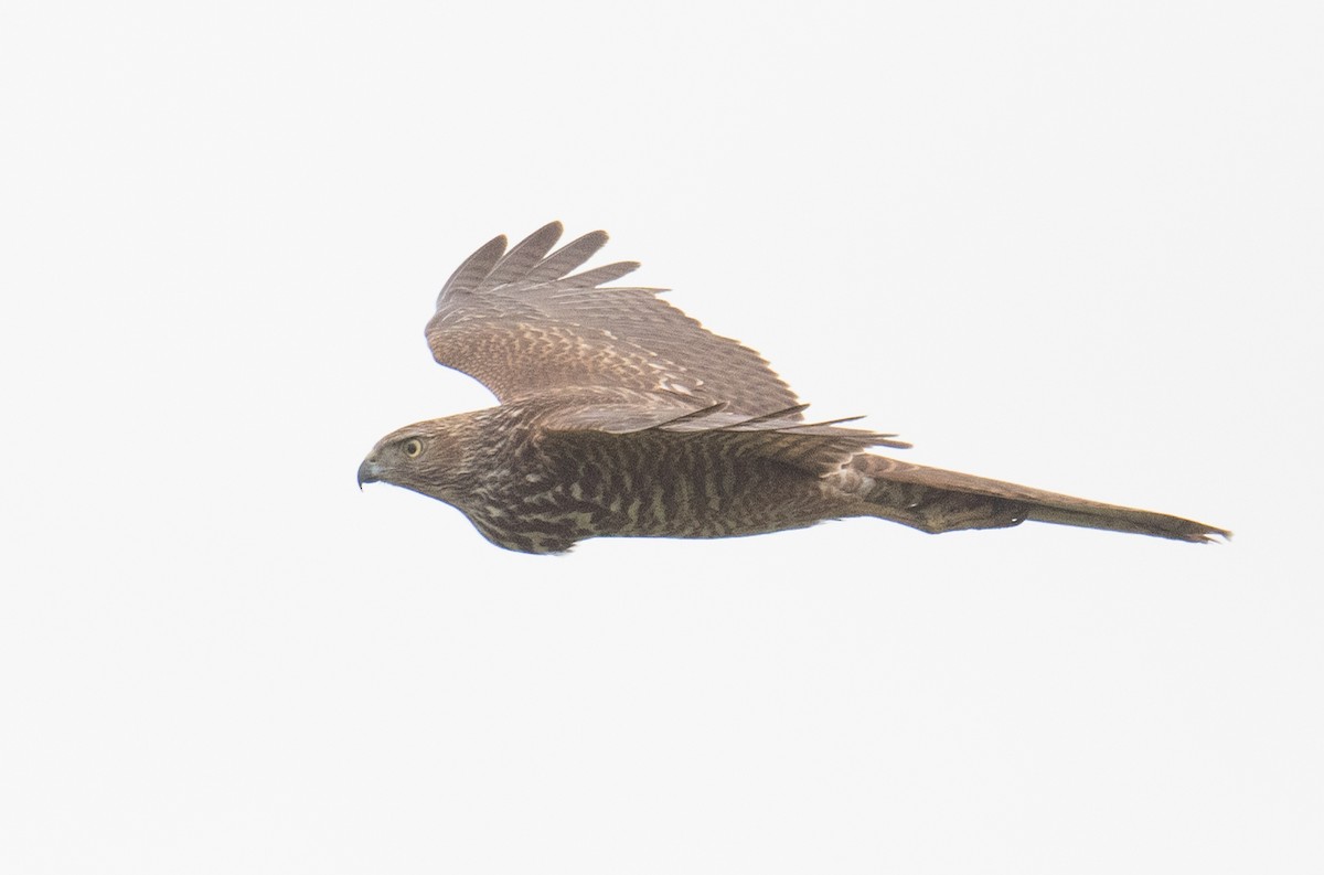 Collared Sparrowhawk - John Daniels