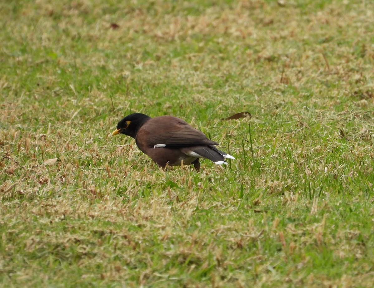 Common Myna - ML620695675