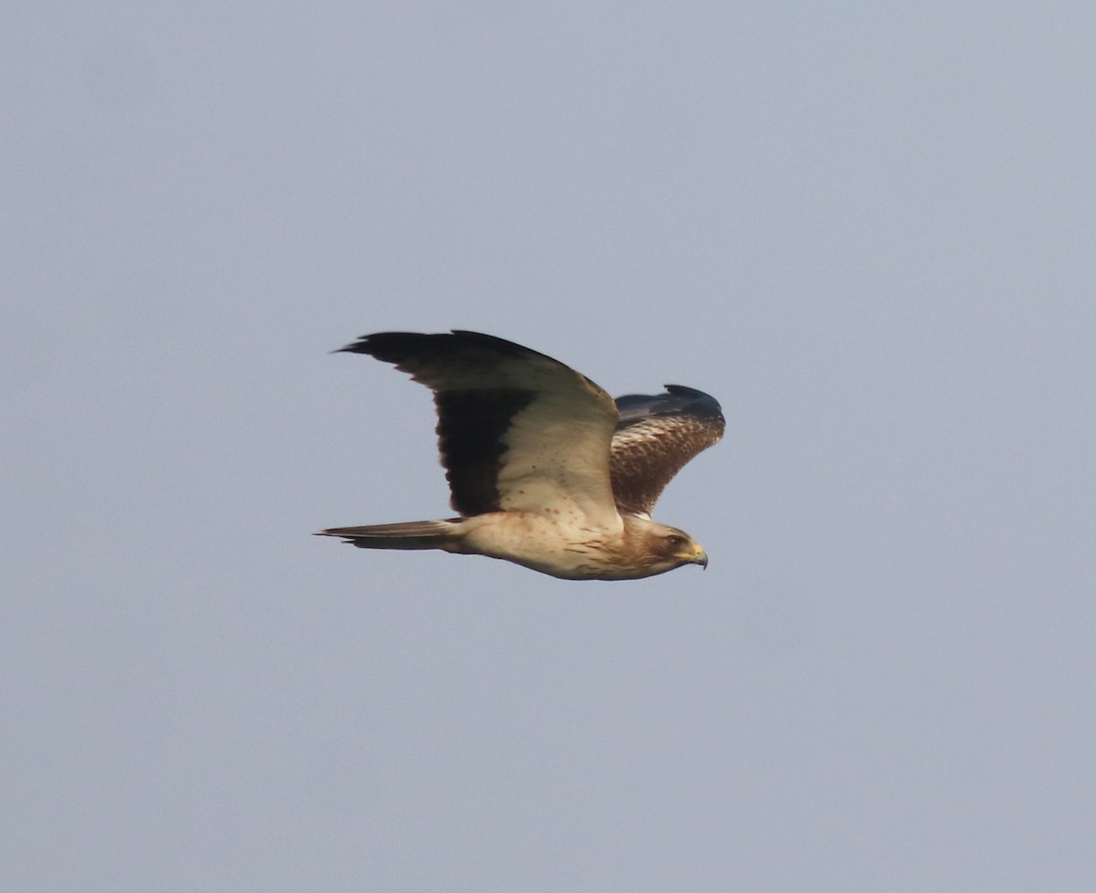 Booted Eagle - ML620695678