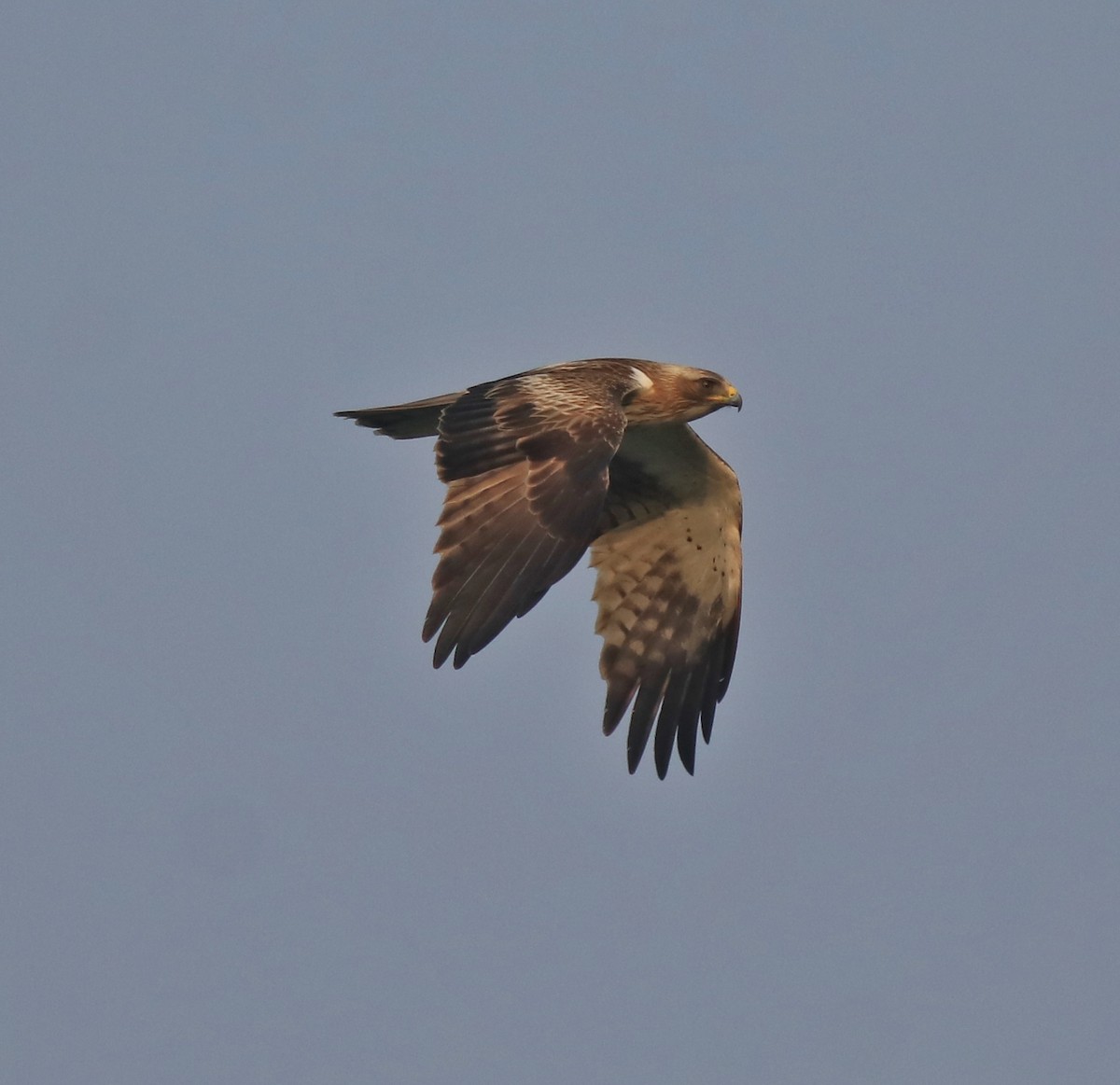 Booted Eagle - ML620695680