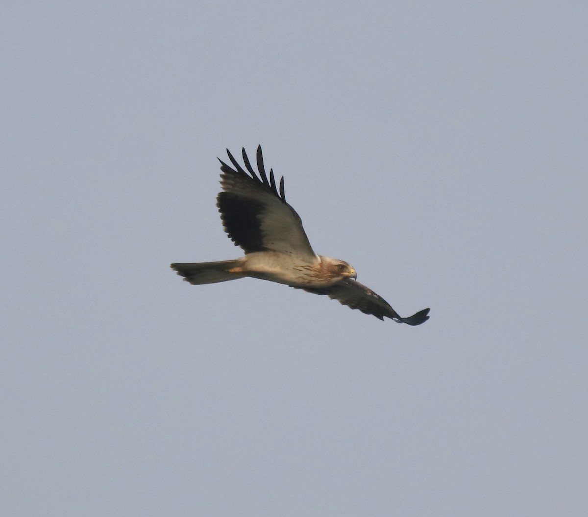 Booted Eagle - ML620695683