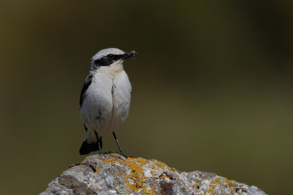 Northern Wheatear - ML620695688