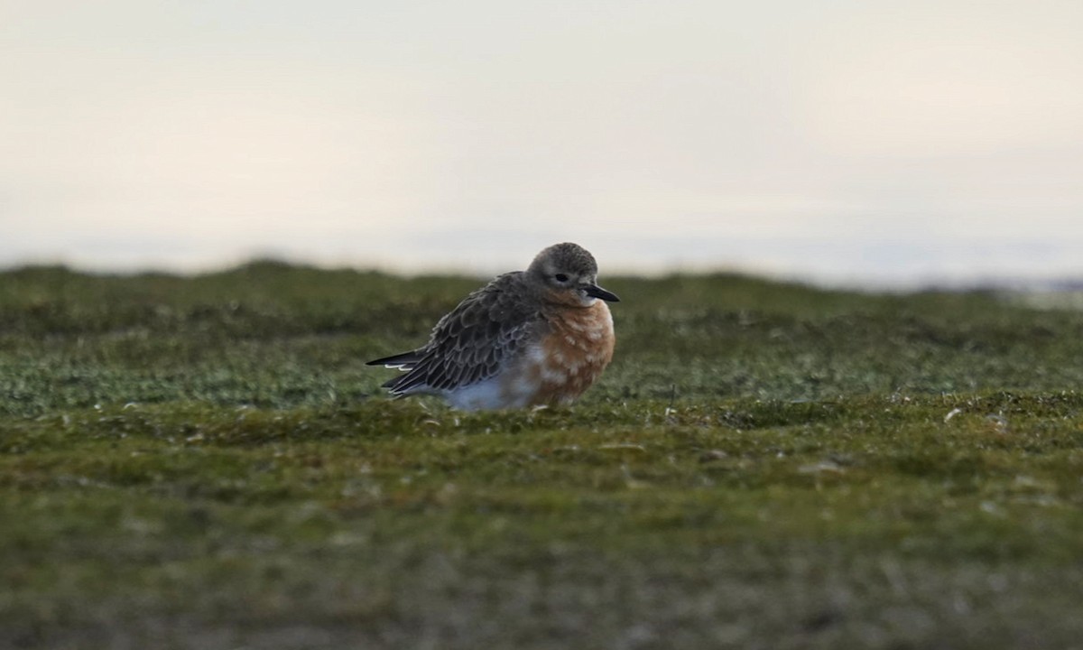 Red-breasted Dotterel - ML620695690