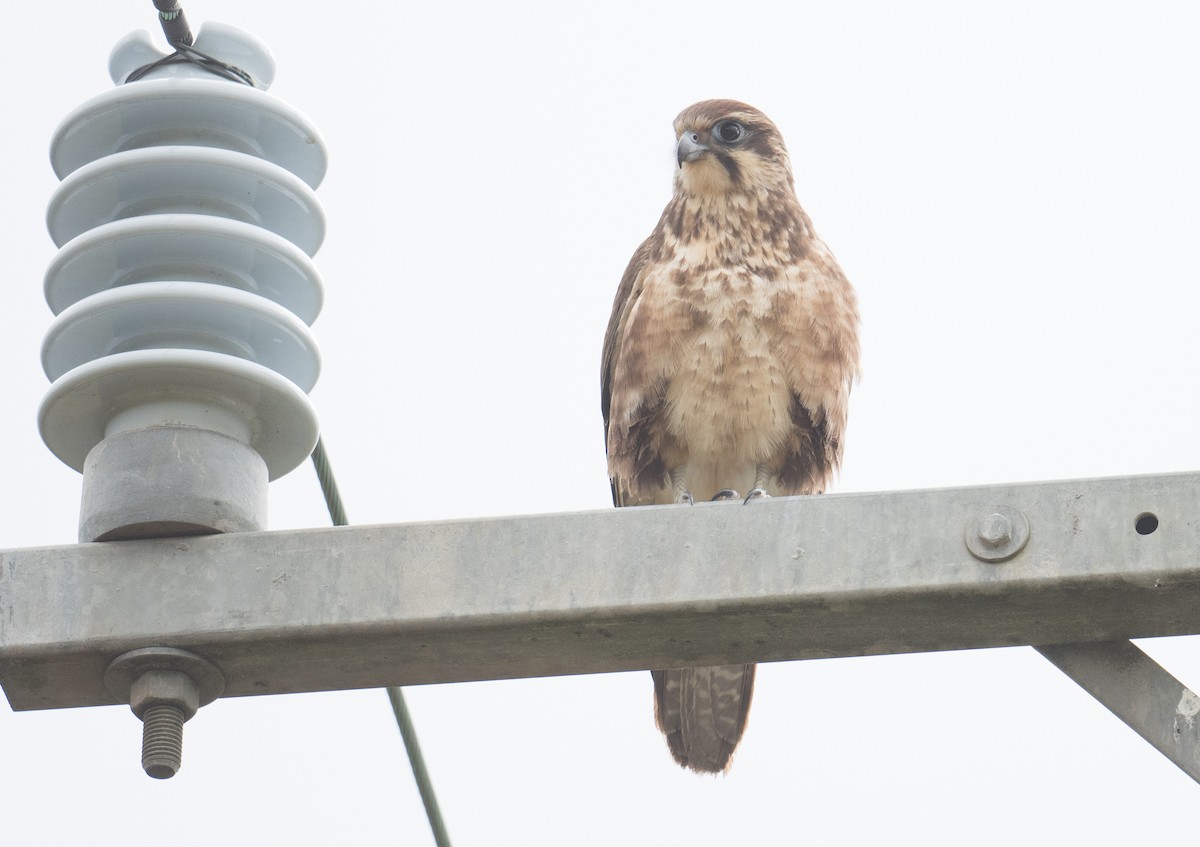 Brown Falcon - ML620695694