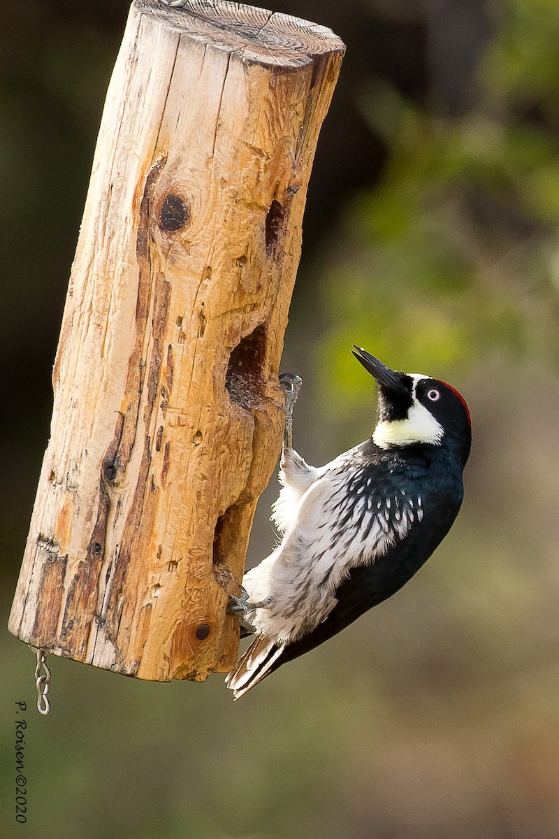Acorn Woodpecker - ML620695696