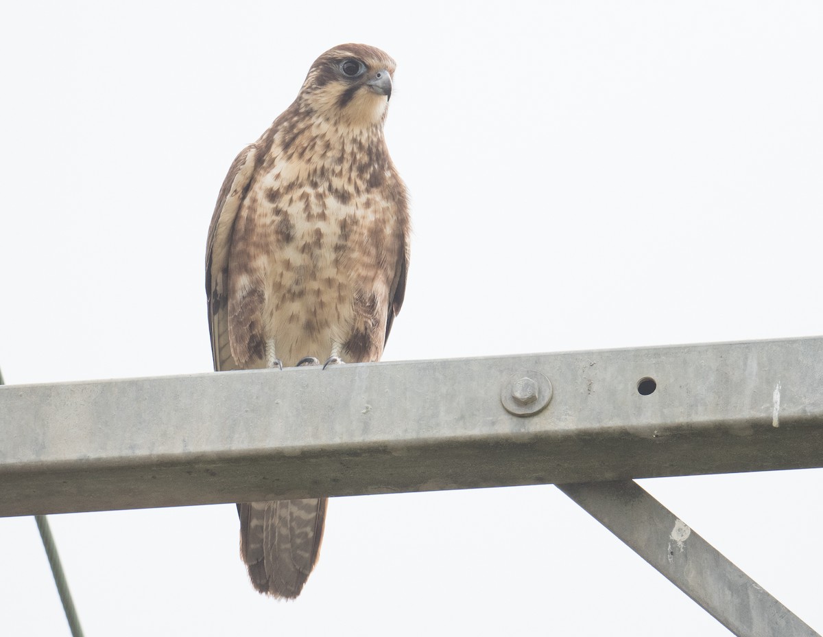 Brown Falcon - ML620695698