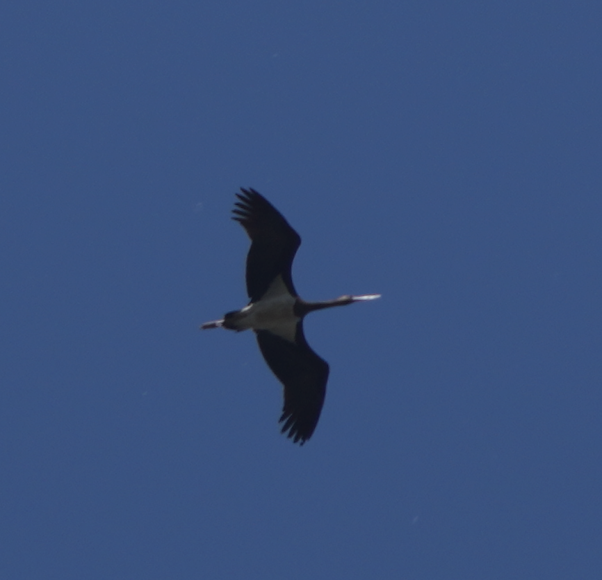 Black Stork - ML620695699