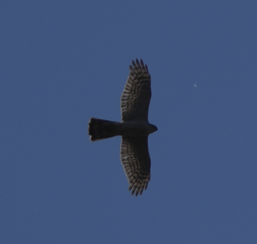 Eurasian Sparrowhawk - ML620695700