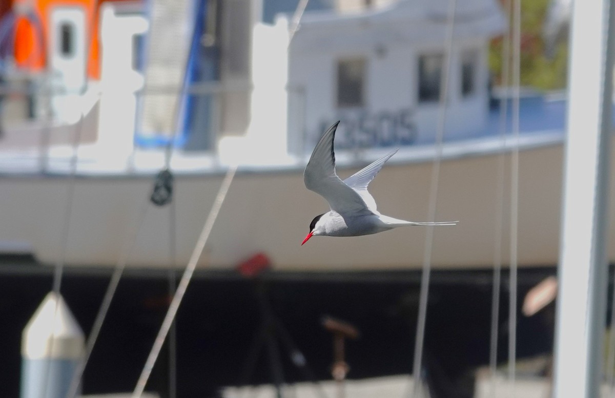 Arctic Tern - ML620695701