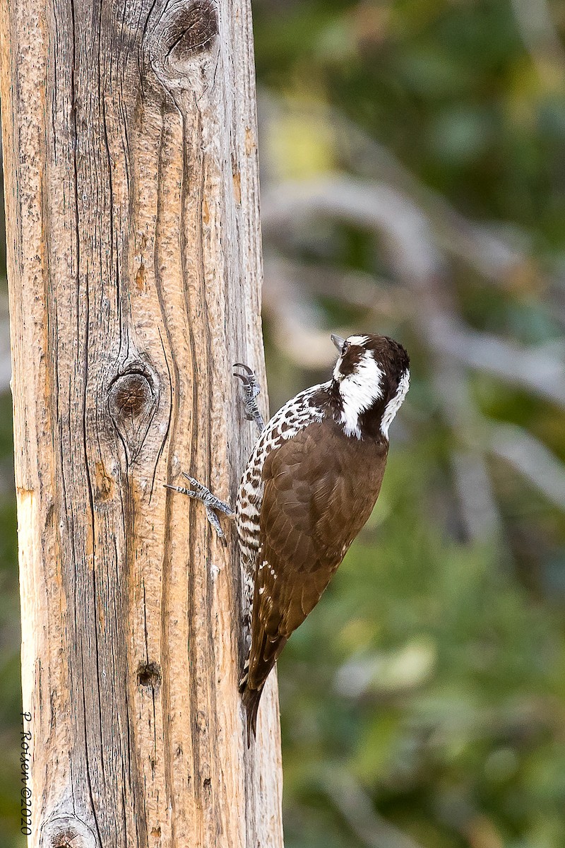Arizona Woodpecker - Paul Roisen