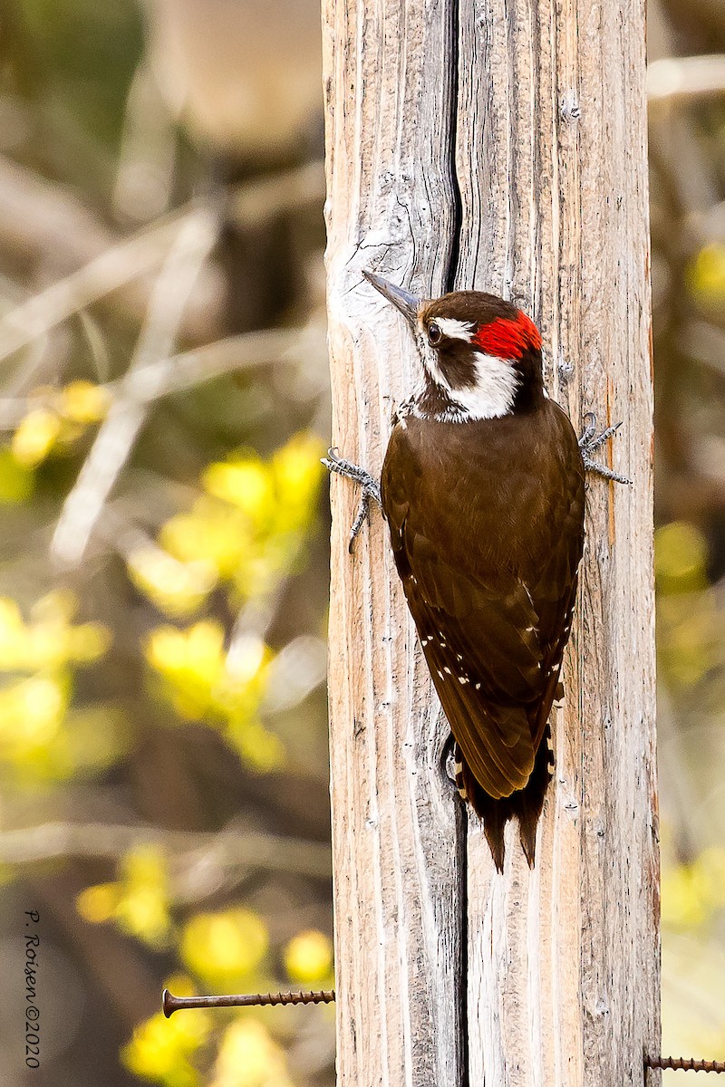 Arizona Woodpecker - ML620695704