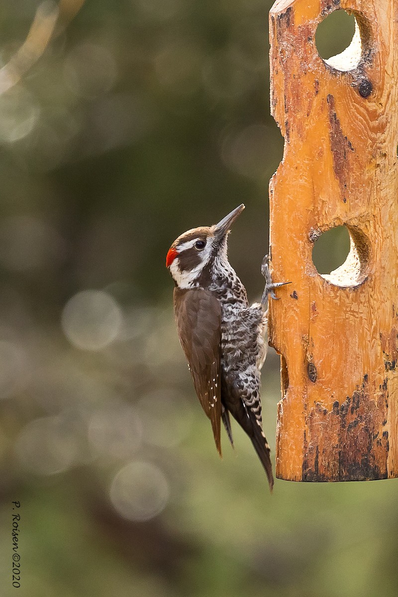 Arizona Woodpecker - ML620695705