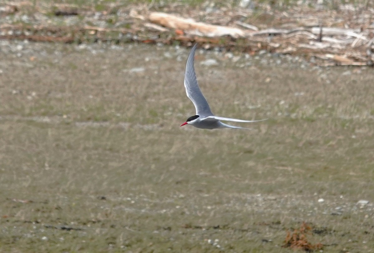 Arctic Tern - ML620695706