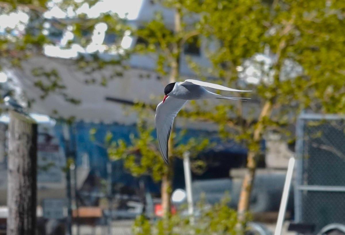 Arctic Tern - ML620695707